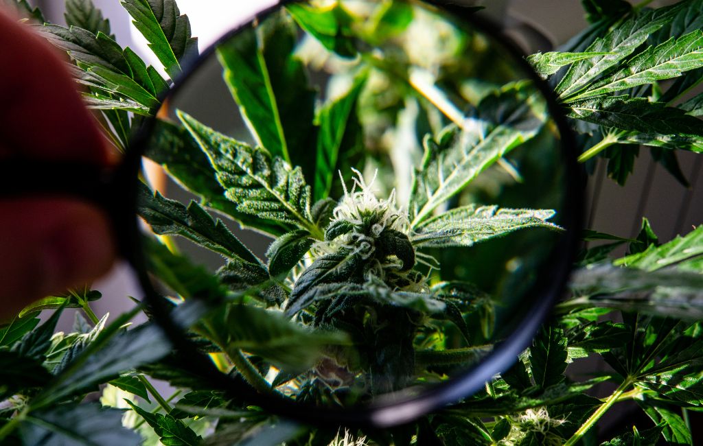 Cannabis Tinctures Wellness